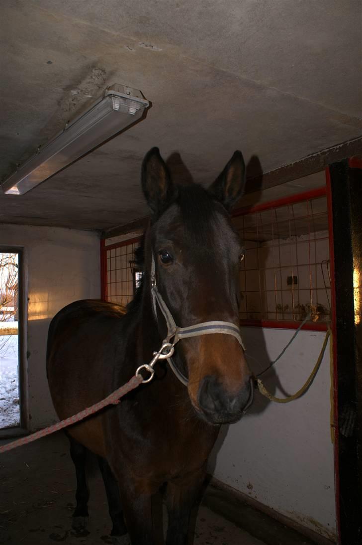 Dansk Varmblod Sunrice -     R.I.P. billede 11