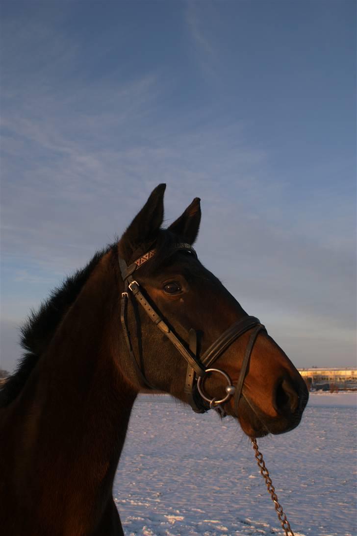 Dansk Varmblod Sunrice -     R.I.P. billede 12