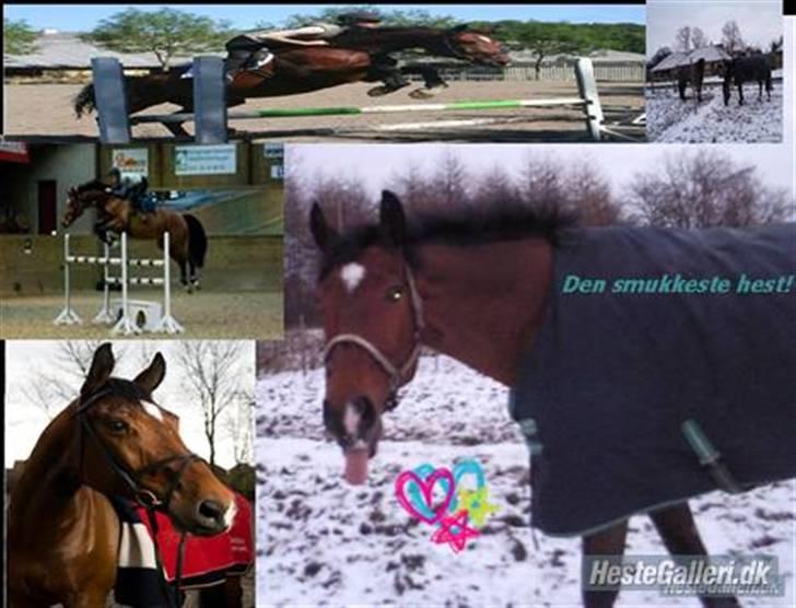 Dansk Varmblod gørklintgårds lake placid - mix af lake. billede 19