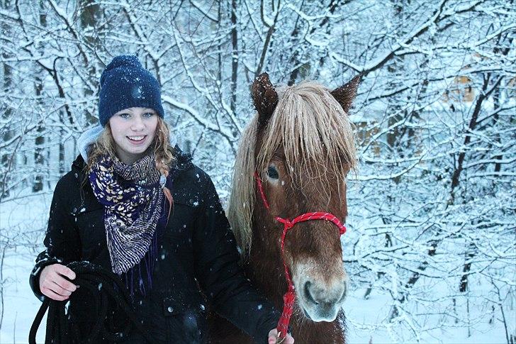 Islænder Sólfari fra Østerhøj - Tidl. hest - I sneen den 05.12.10  billede 1