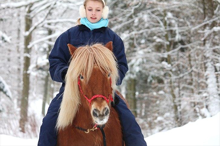 Islænder Sólfari fra Østerhøj - Tidl. hest - Freja og Sólfari billede 2