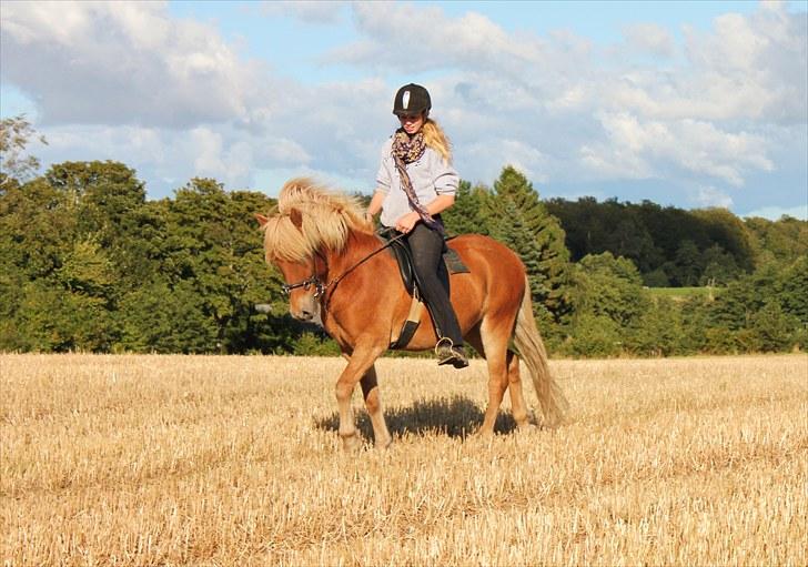 Islænder Sólfari fra Østerhøj - Tidl. hest - Skridt på stubmark den 02.09.10 billede 3