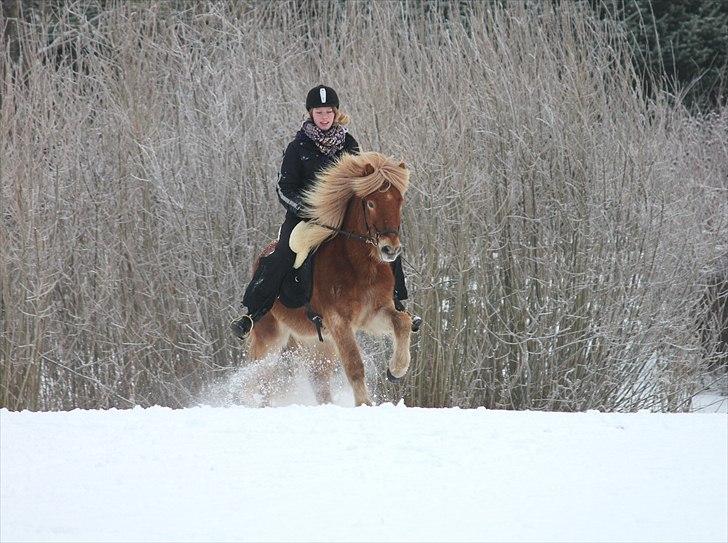 Islænder Sólfari fra Østerhøj - Tidl. hest - Hygger i sneen den 04.01.11 billede 4