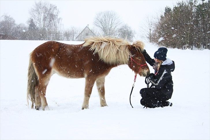 Islænder Sólfari fra Østerhøj - Tidl. hest - Træning i sneen den 27.11.10 billede 5