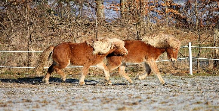Islænder Sólfari fra Østerhøj - Tidl. hest - De legende heste Floki og Sólfari billede 6
