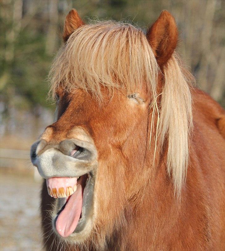 Islænder Sólfari fra Østerhøj - Tidl. hest - Træt Sólfari 30.01.11 billede 7