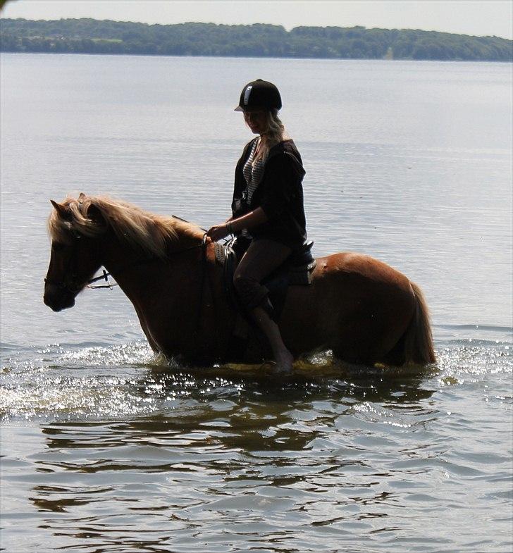 Islænder Sólfari fra Østerhøj - Tidl. hest - I Esrum sø sommer 2010. Ridelejr 2010 billede 8