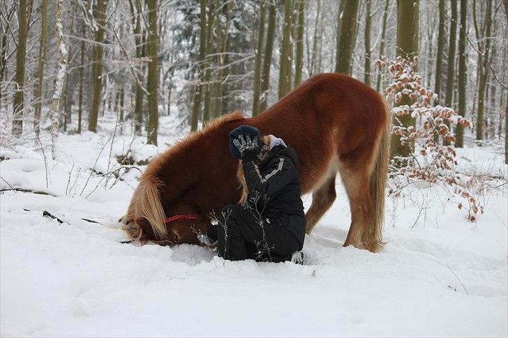 Islænder Sólfari fra Østerhøj - Tidl. hest - Neje (eller prøver på det) i sneen 2010 billede 9