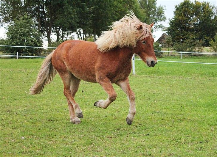 Islænder Sólfari fra Østerhøj - Tidl. hest billede 10