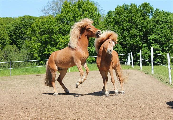 Islænder Sólfari fra Østerhøj - Tidl. hest - Drengene på fold billede 11