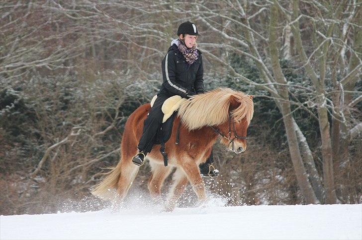 Islænder Sólfari fra Østerhøj - Tidl. hest - 04.01.11 billede 12