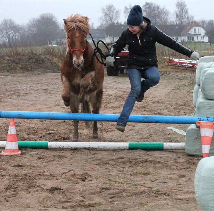 Islænder Sólfari fra Østerhøj - Tidl. hest - Leg på bane 25.01.11 billede 13