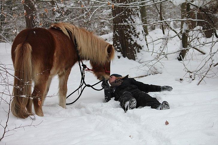 Islænder Sólfari fra Østerhøj - Tidl. hest - Når man lige er faldet af Sólfari billede 14