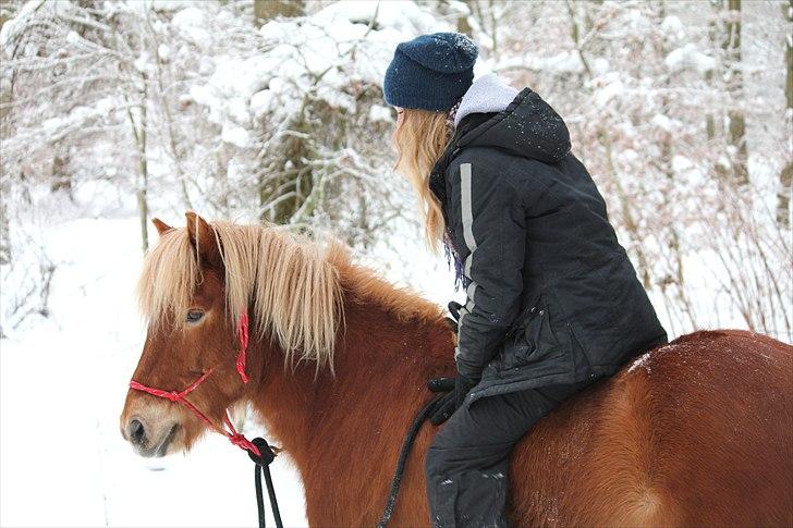 Islænder Sólfari fra Østerhøj - Tidl. hest - BEDSTE AF BEDSTESTE HEST I VERDEN!!  billede 15