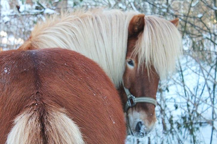 Islænder Sólfari fra Østerhøj - Tidl. hest billede 16
