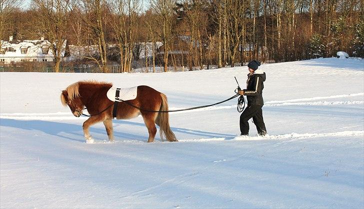 Islænder Sólfari fra Østerhøj - Tidl. hest - Sjov i sneen 29.11.10 billede 17