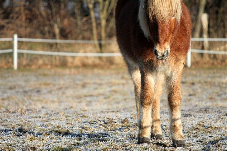 Islænder Sólfari fra Østerhøj - Tidl. hest - Dejlig, dejligere, dejligst billede 18