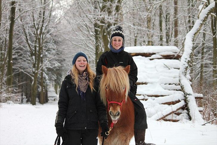 Islænder Sólfari fra Østerhøj - Tidl. hest billede 19