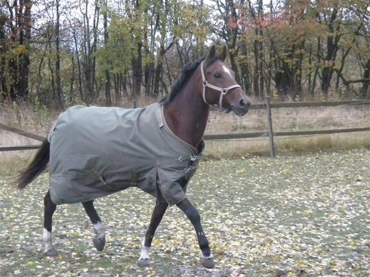 New Forest Thrustfull billede 10