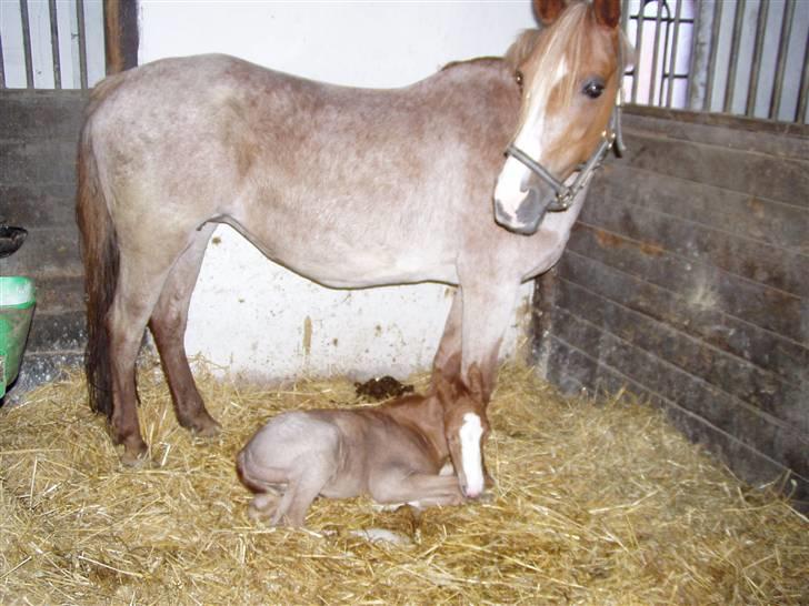 Anden særlig race Siboney<3 *SOLGT* - Sib med hendes føl :)(gammelt billede) tak Sacha:* billede 16