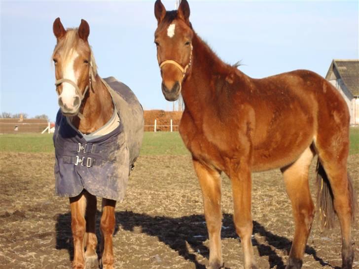 Anden særlig race Siboney<3 *SOLGT* - Siboney og Vivara(: 31 december´09 billede 17