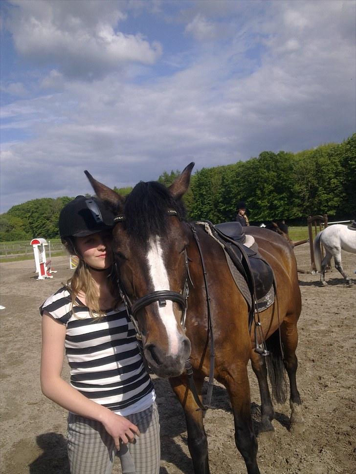 Connemara | Pickwick *gl. part :'(* - Smukke Pickwick efter laaang ridetur i skoven XD Foto: Nina billede 2