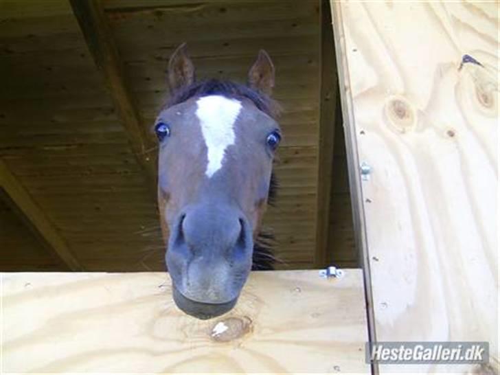 Welsh Pony af Cob-type (sec C) celton warlock billede 1