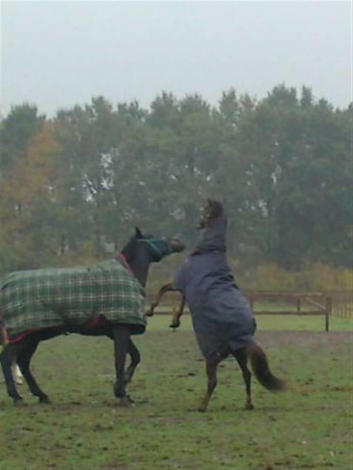 Welsh Pony af Cob-type (sec C) celton warlock - warlock leger med sin nye ven lyon billede 2