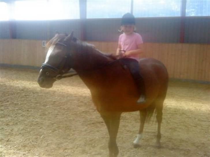 Welsh Pony af Cob-type (sec C) celton warlock - på ridelejr hos dressur stald adamsen billede 3