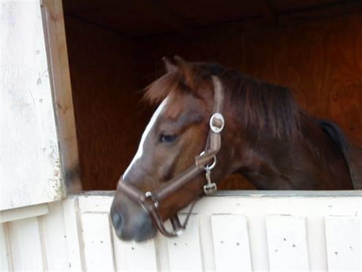 Welsh Pony af Cob-type (sec C) celton warlock billede 4