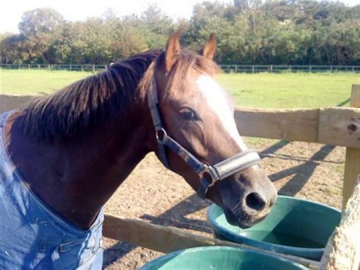 Welsh Pony af Cob-type (sec C) celton warlock billede 7