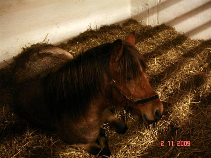 Anden særlig race Hedins anna-bella (solgt) billede 14