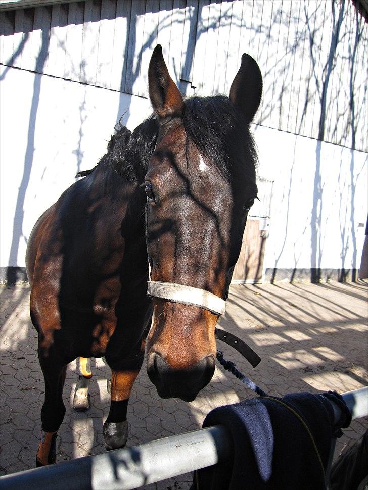 Anden særlig race Pingo - Prut <3(tidligere hest)R.I.P - 5... Kæft hvor er han bare dejlig!  billede 5