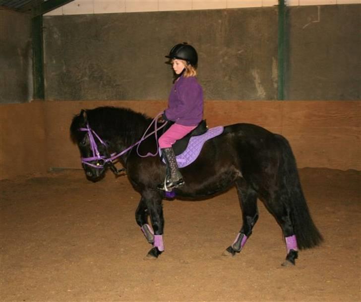 Anden særlig race Quite Beauty* solgt* - Liv rider sin Beauty....ca 2,5 md efter tilridningen begyndte...godt gået af en på 7 og en på omkring 3 ik ! billede 3