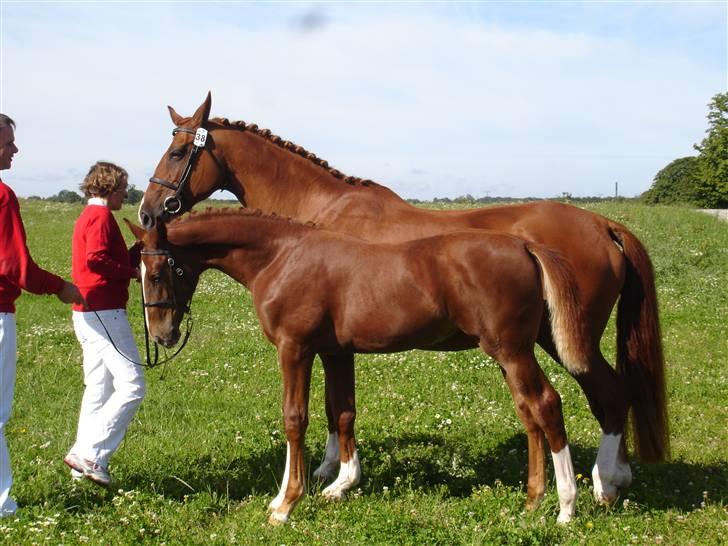 Dansk Varmblod Virgin´s Salsa - Salsa og mor Virgin ved følskuet. billede 3