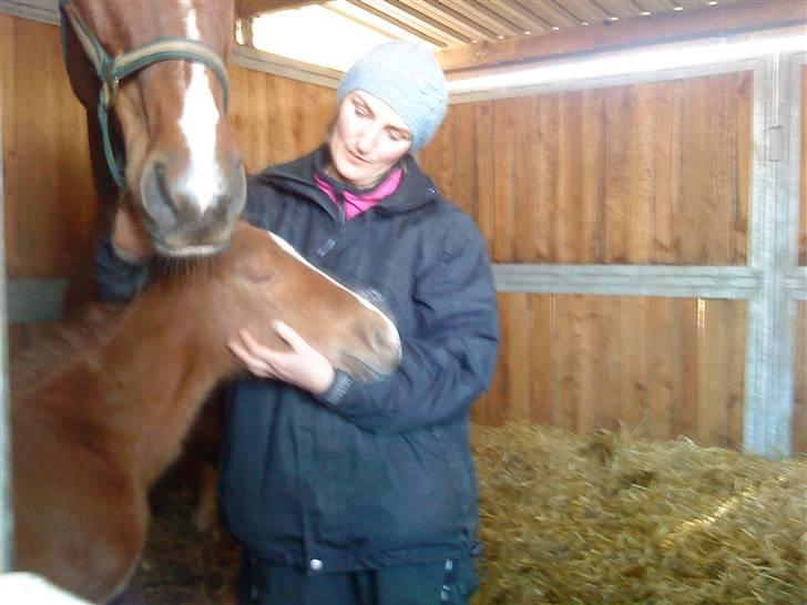 Dansk Varmblod Virgin´s Salsa - Hyggetrolden billede 4