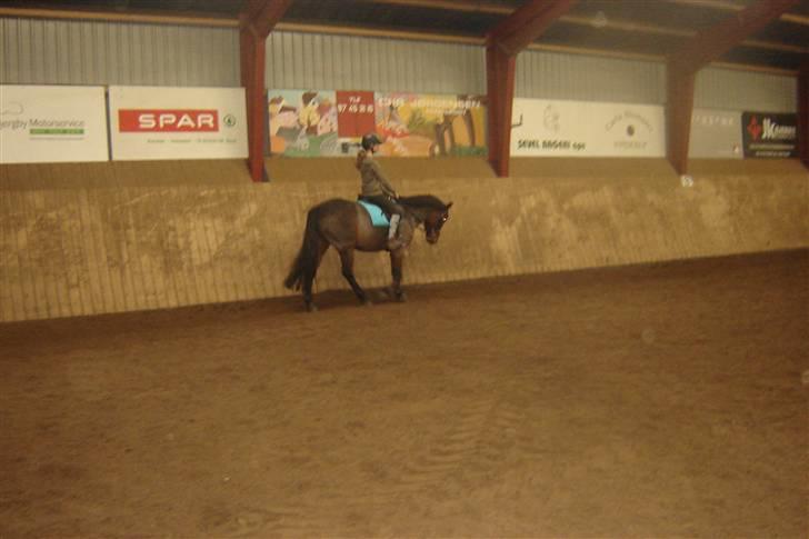 Tysk Sportspony Buligs Star B-pony  - lidt dressur;) billede 3