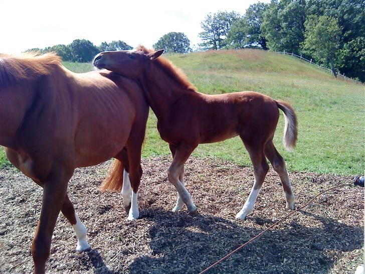 Dansk Varmblod Virgin´s Salsa - Salsa elsker sin mor ;) billede 5