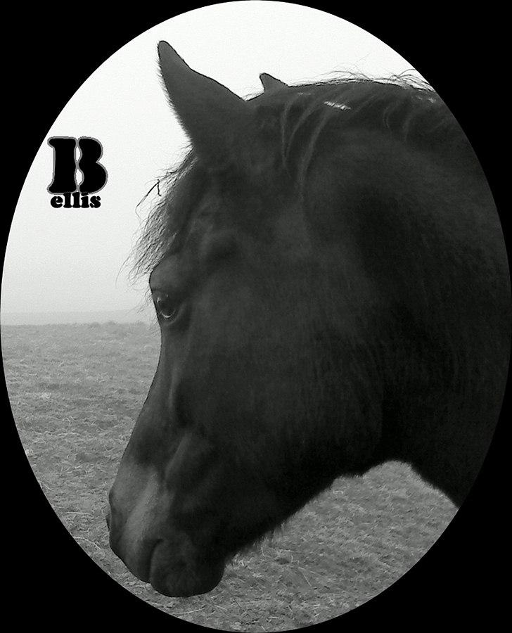 New Forest Hamborgs Bellis "Belle" **SOLGT** - Hamborgs Bellis Du mit ét og alt<3 glem aldrig hvor meget jeg holder af dig! billede 11