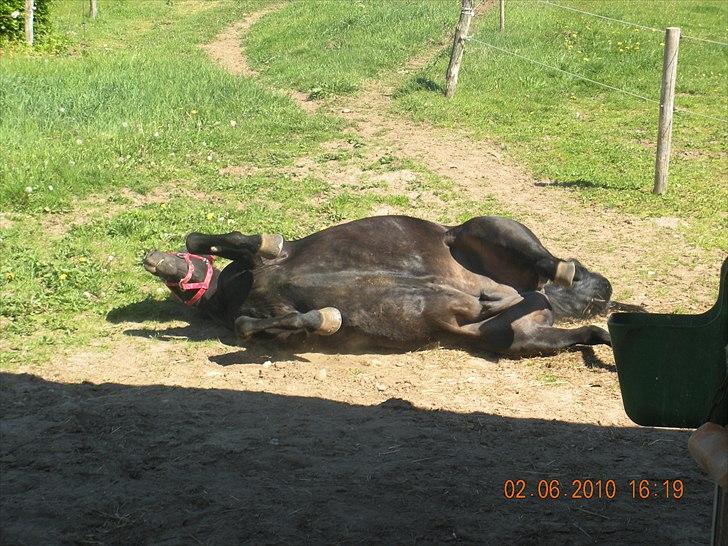 New Forest Hamborgs Bellis "Belle" **SOLGT** - Belle ruller sig efter hu lige var blevet gjort så flot! <3 billede 7