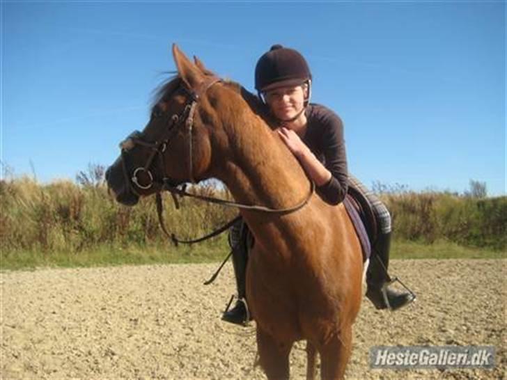 New Forest Taliena's Thamara *SOLGT* billede 19