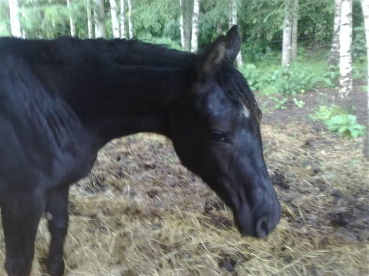 Dansk Varmblod StaldArthur´s Black Uno  billede 14