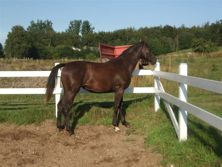 Dansk Varmblod StaldArthur´s Black Uno  billede 15