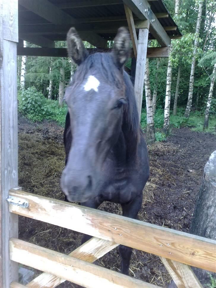 Dansk Varmblod StaldArthur´s Black Uno  billede 17