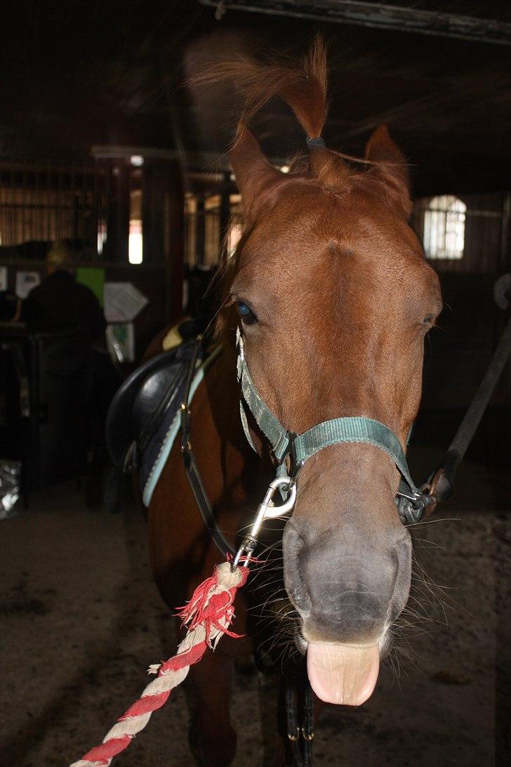 Anden særlig race Silas *B-pony* - SOLGT - would you like a date ore what? ;-P billede 2