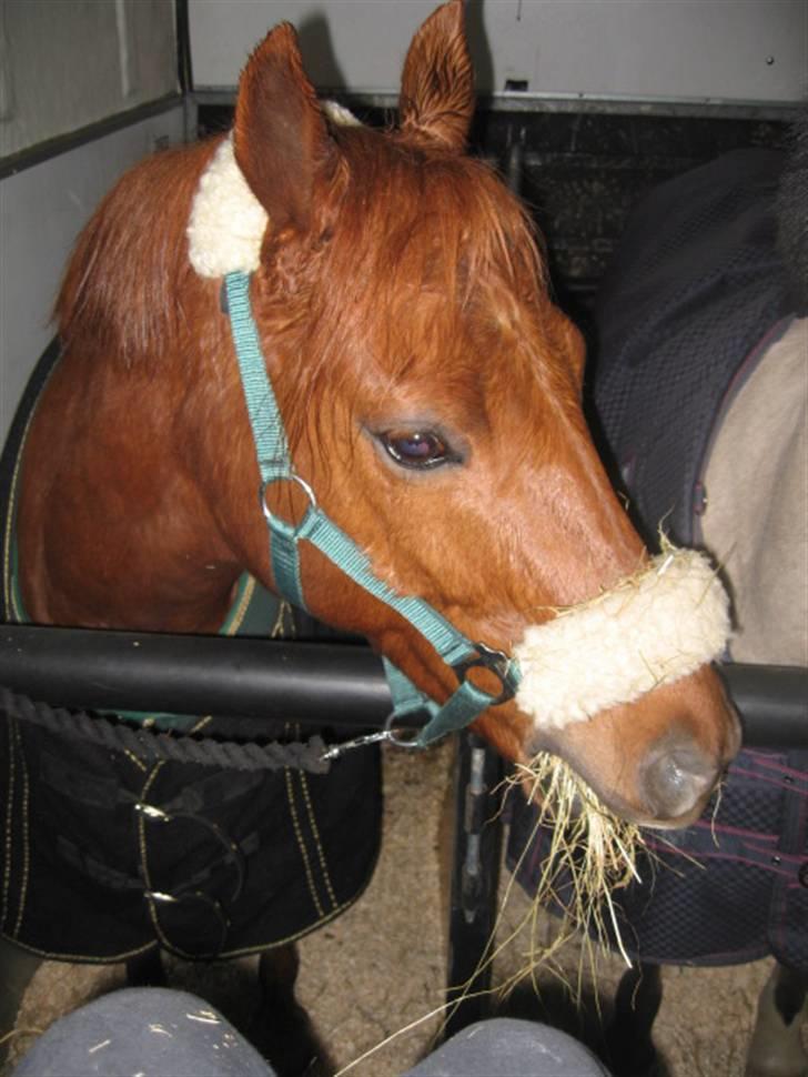 Anden særlig race Silas *B-pony* - SOLGT - Den seje i traileren (: lige ved siden af Spooksen <3 billede 7