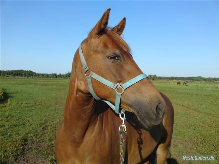 Anden særlig race Red Cappucino  - Velkommen til Red Cappucinos profil. billede 1