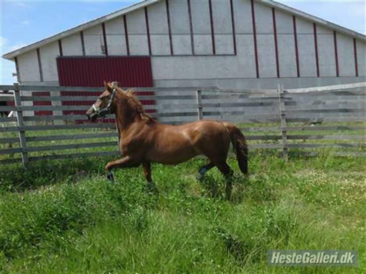 Anden særlig race Red Cappucino  - blærerøv:´D billede 2