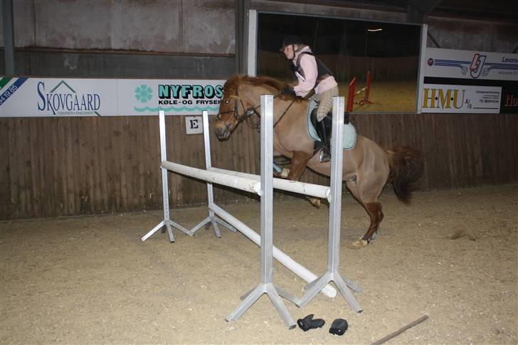 Anden særlig race Red Cappucino  - 110 cm første gang jeg springer hende:) billede 3