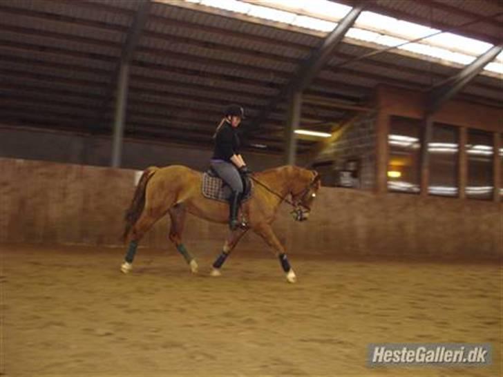 Anden særlig race Red Cappucino  - dressur med Louise på ryggen:) billede 4